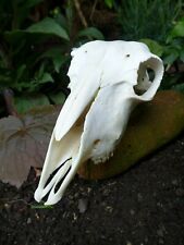 Ram skull home for sale  WALLASEY
