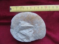 Fossilien ammonit eschlip gebraucht kaufen  Biebertal
