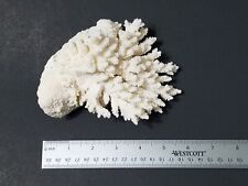 Natural coral skeleton for sale  Mililani