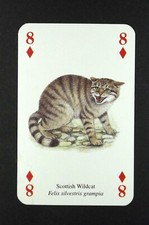 Playing card wild for sale  EASTBOURNE