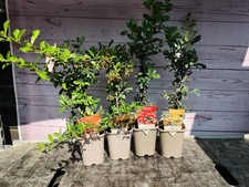 Pyracantha mixed evergreen for sale  HARLOW