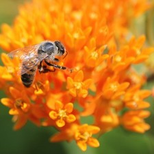 Easy grow asclepias for sale  Milwaukee