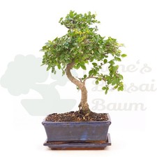Bonsai chinesische ulme gebraucht kaufen  Halle