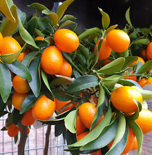 Amerikanische kumquat frisch gebraucht kaufen  Deutschland