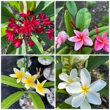 Plumeria exotic cuttings for sale  Loxahatchee