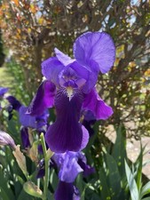 Bulbi rizomi iris usato  Cona