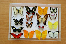 16x butterfly set for sale  LIVERPOOL