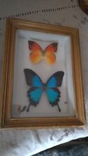 Mounted framed butterflies for sale  BRIGHTON