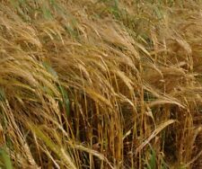 Purple hulless barley for sale  Lucedale