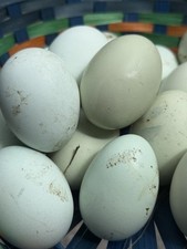 Easter egger americana for sale  Sandstone