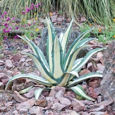 Live century agave for sale  Novato