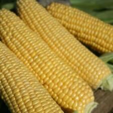 Vegetable sweet corn for sale  WREXHAM