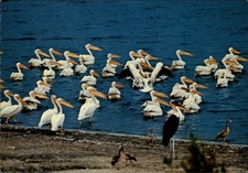 African birds pelicans for sale  Sandusky