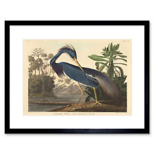 Painting bird audubon for sale  EDINBURGH