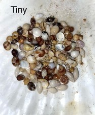 hawaiian seashells for sale hawaiian seashells for sale Kapaa