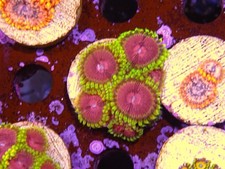 Zoa frag fake for sale  CLACTON-ON-SEA