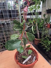 Hoya kerrii splash for sale  WEMBLEY