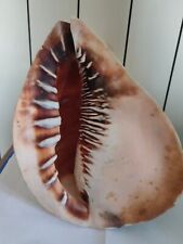 Conchiglia shell cassis usato  Piombino