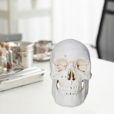 Modello cranio numerato usato  Spedire a Italy