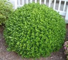 Wintergreen korean boxwood for sale  Pelzer