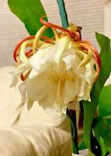 Night blooming cereus for sale  Houston