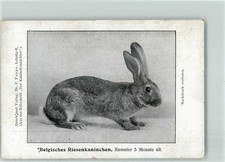 13912140 zuechter belgisches gebraucht kaufen  Eimeldingen