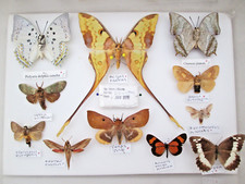 butterfly collection for sale  WATERLOOVILLE