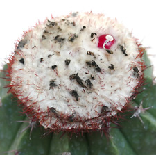 Melocactus maxonii seeds d'occasion  Expédié en France