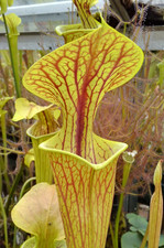Sarracenia flava ornata for sale  GRAVESEND