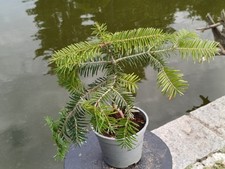 weißtanne gebraucht kaufen weißtanne gebraucht kaufen Röttenbach b Erlangen