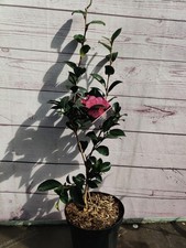 Camellia roze 1.5l for sale  HARLOW