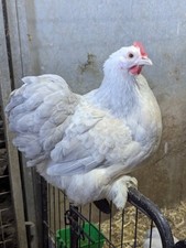 Porcelain pekin bantam for sale  ST. AUSTELL
