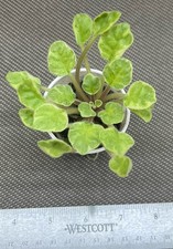 African violet plant for sale  Southmont