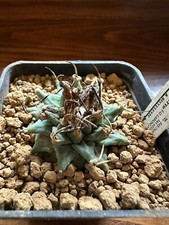Turbinicarpus alonsoi xichu usato  Valdastico