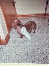Vintage photo pet for sale  Anniston