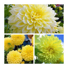 Dahlia dinnerplate kelvin for sale  CANTERBURY
