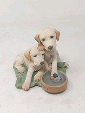 Country artists labrador for sale  CHESTER