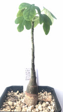 Rare adenia spinosa for sale  ABERGAVENNY