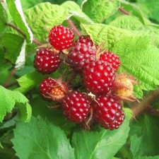 Japanische weinbeere rubus gebraucht kaufen  Detmold