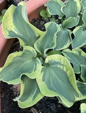 Kleine hosta funkie gebraucht kaufen  Eberhardzell