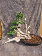 Tanuki needle juniper for sale  EASTBOURNE