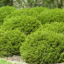 Hebe green mound for sale  UK
