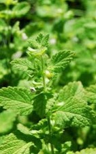 Herb lemon balm for sale Herb lemon balm for sale  SALE