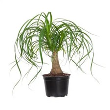 Ponytail palm plant for sale  Orange