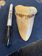 Nice large megalodon for sale  BO'NESS