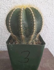 Parodia magnifica balloon for sale  La Mirada