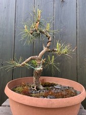 Pre bonsai utdoor gebraucht kaufen  Senftenberg