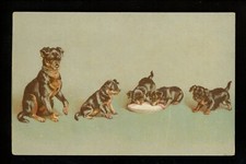 Dog puppy postcard for sale  Trenton