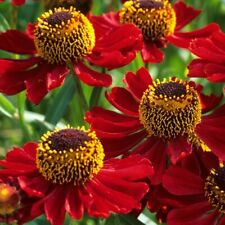 Helenium rubinzwerg 9cm for sale  CRANBROOK