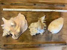 Muscheln dem indischen gebraucht kaufen  Engen